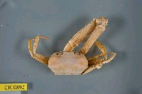 藏品(徽章聲蟹)的圖片